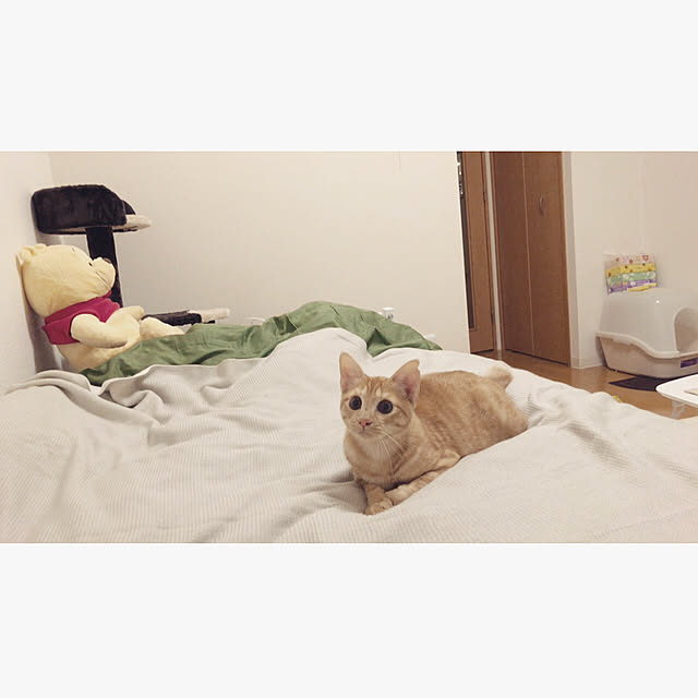 MONICOさんの実例写真