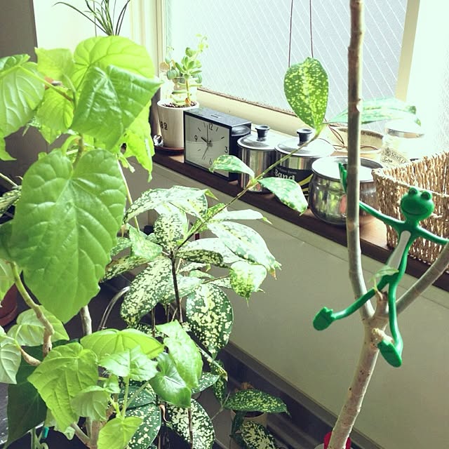 botanさんの実例写真