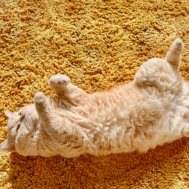 naokoさんの実例写真