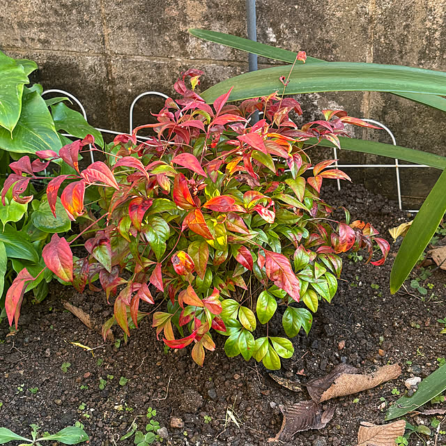 chIoeさんの実例写真