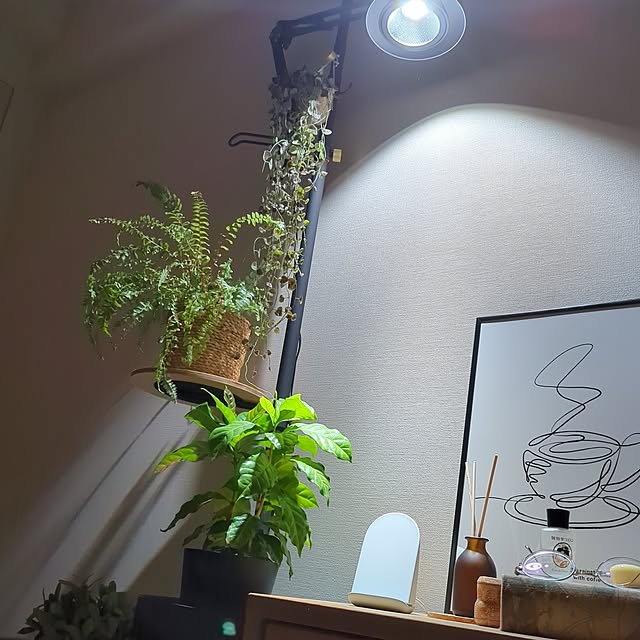 壁/天井/観葉植物/照明のインテリア実例 - 2024-06-15 21:59:32