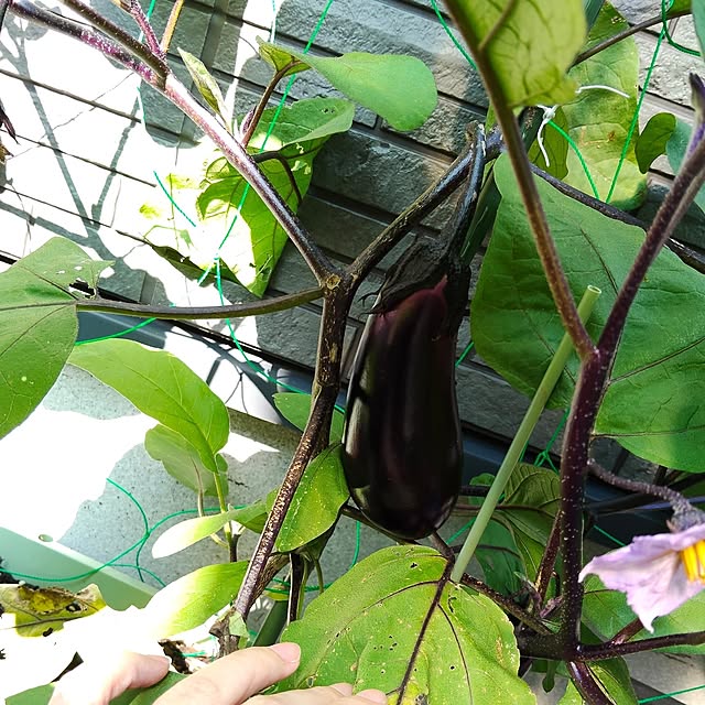 napiさんの実例写真