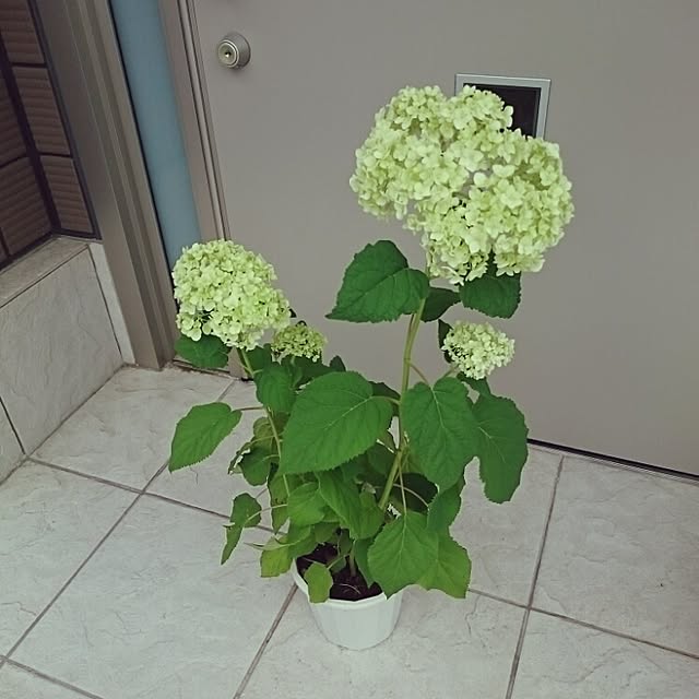 tomomonさんの実例写真