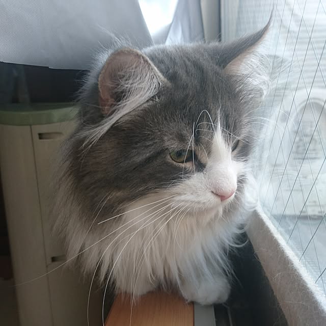 shinobuさんの実例写真