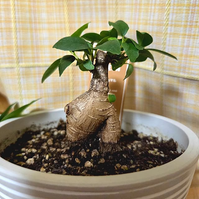 Rummyさんの実例写真