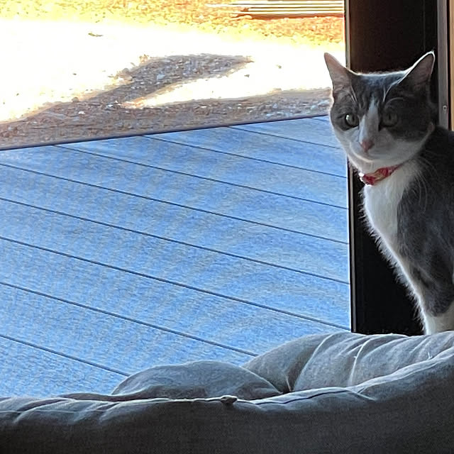 nekosamaさんの実例写真