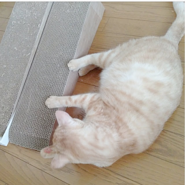 heart.emiemi57.whiteさんの実例写真