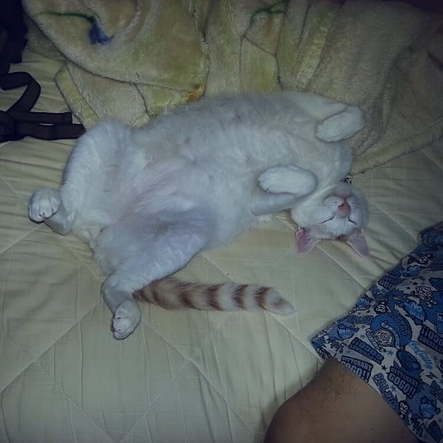 Yukikoさんの実例写真