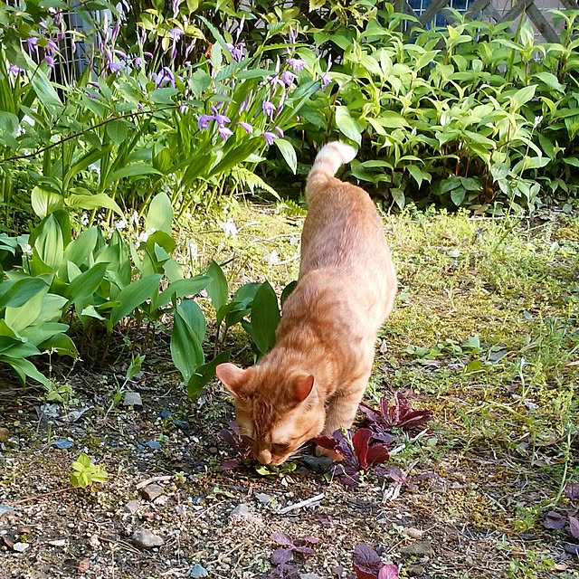 yum0408さんの実例写真