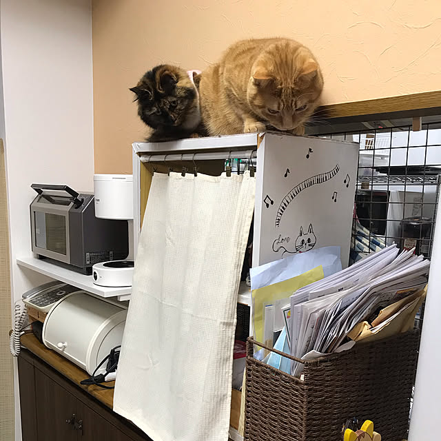 nekohagu2022さんの実例写真