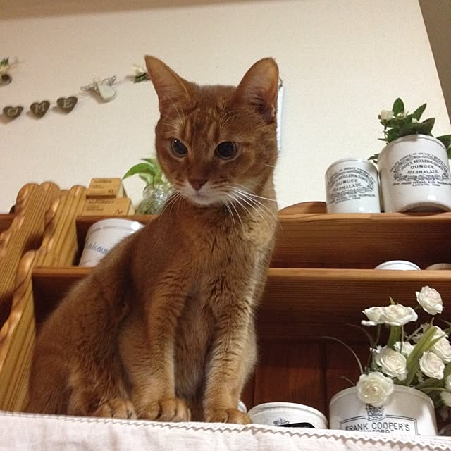 Harumiさんの実例写真
