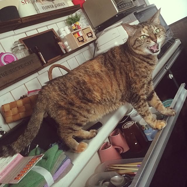 maiさんの実例写真
