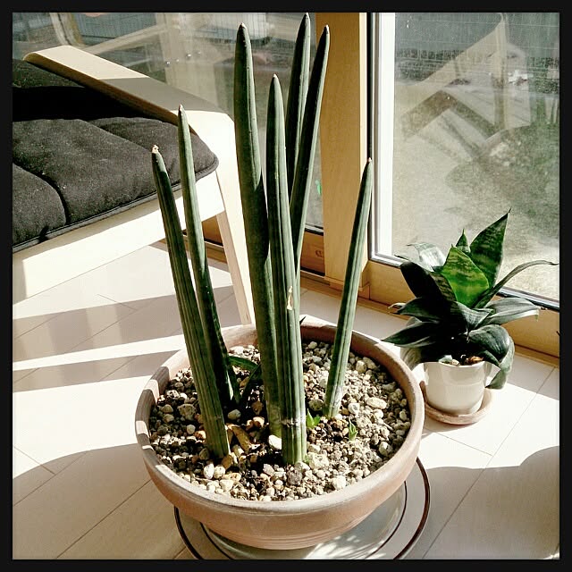 urchinさんの実例写真