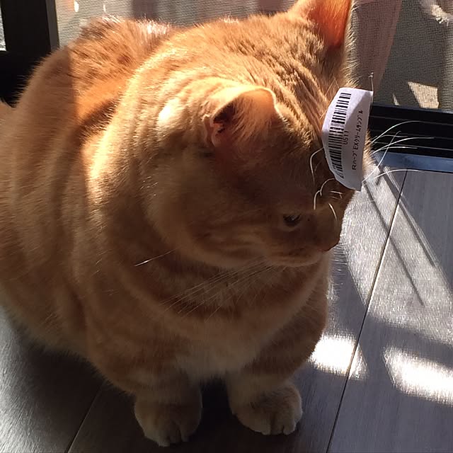 m.kantoh18_mikkoさんの実例写真