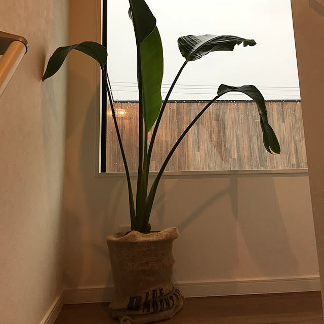 Mjmjmjさんの実例写真