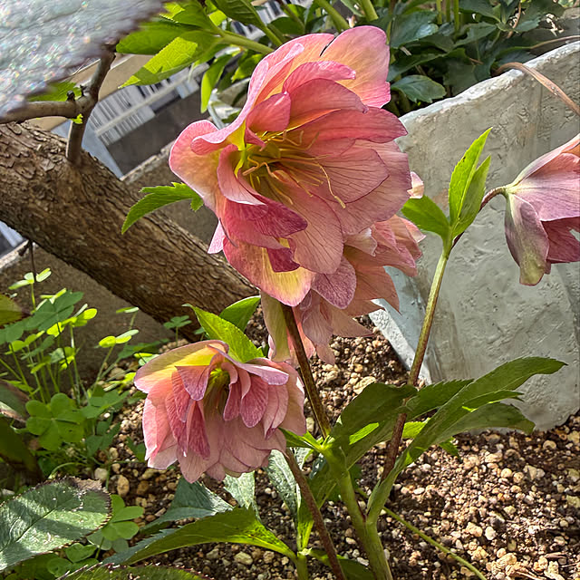 asako.10さんの実例写真