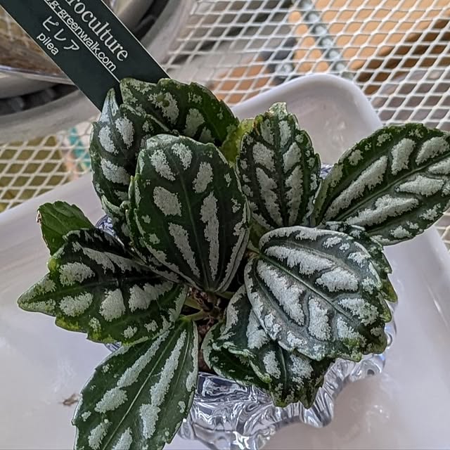 mi-saさんの部屋