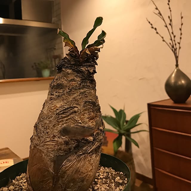 taichiさんの実例写真
