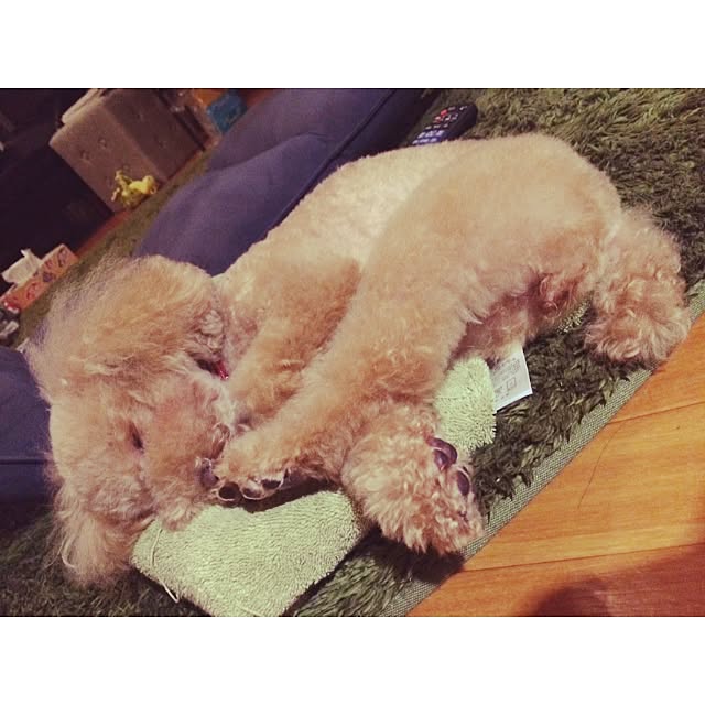 kznrさんの実例写真