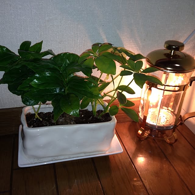 kiyomiさんの実例写真