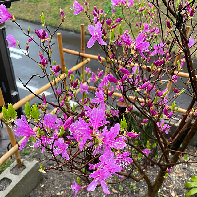 shin0719さんの実例写真