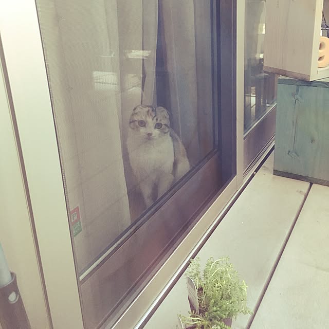 yokkochanさんの実例写真