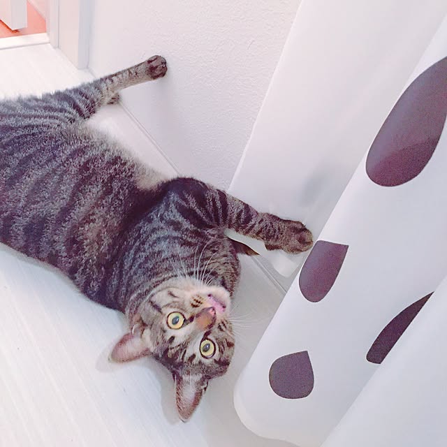 nyan.73さんの実例写真