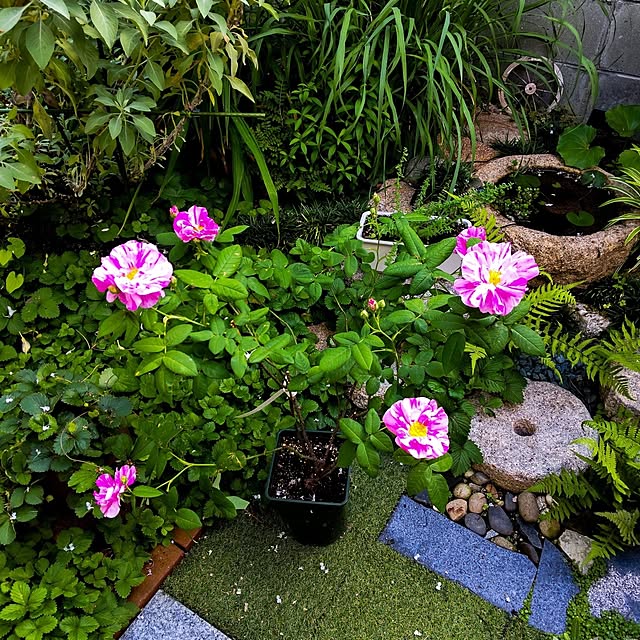faunさんの部屋