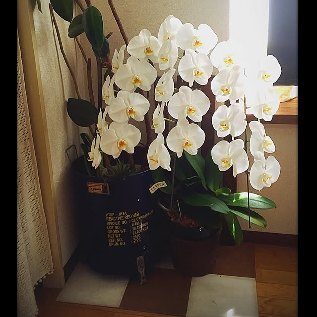 mariさんの実例写真