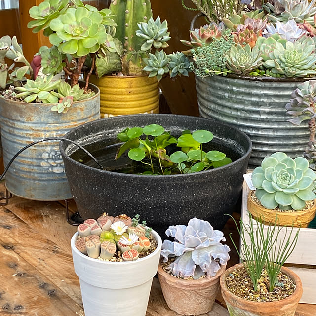 mintteaさんの部屋