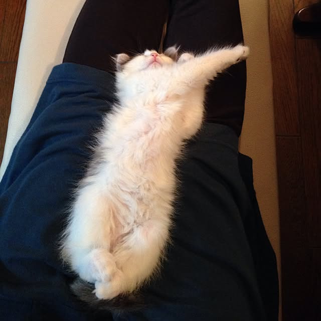 fuuさんの実例写真