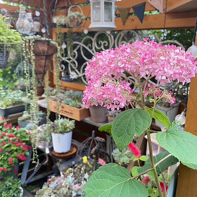 mintteaさんの部屋