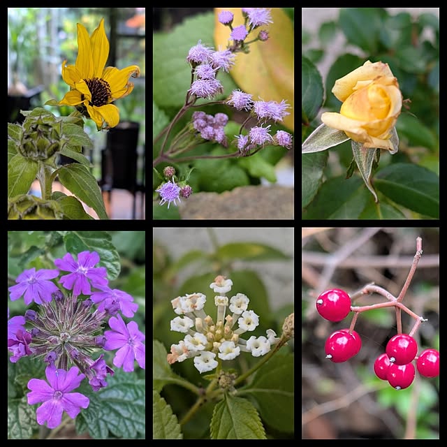 aromameさんの部屋