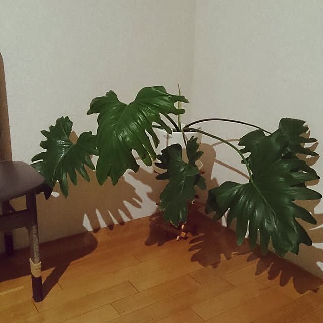 yama36さんの実例写真