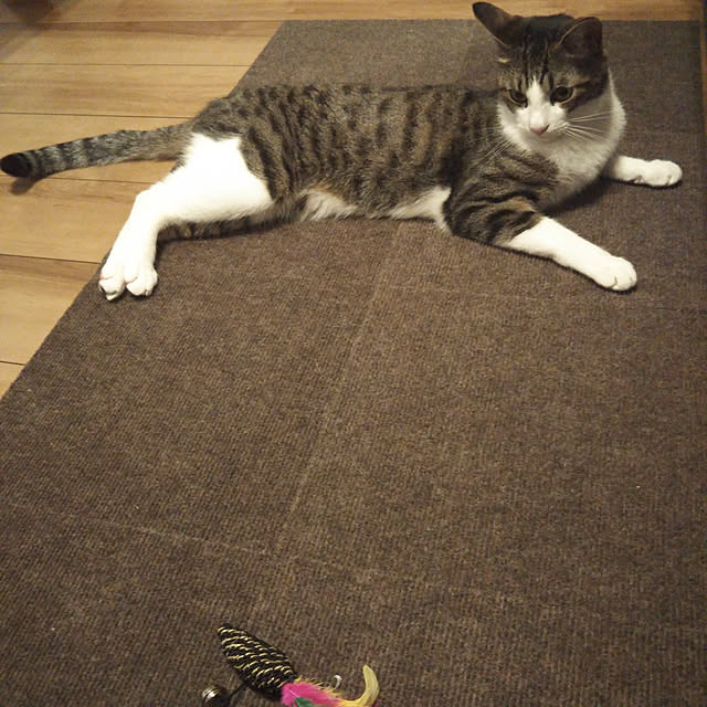 shiiiさんの実例写真