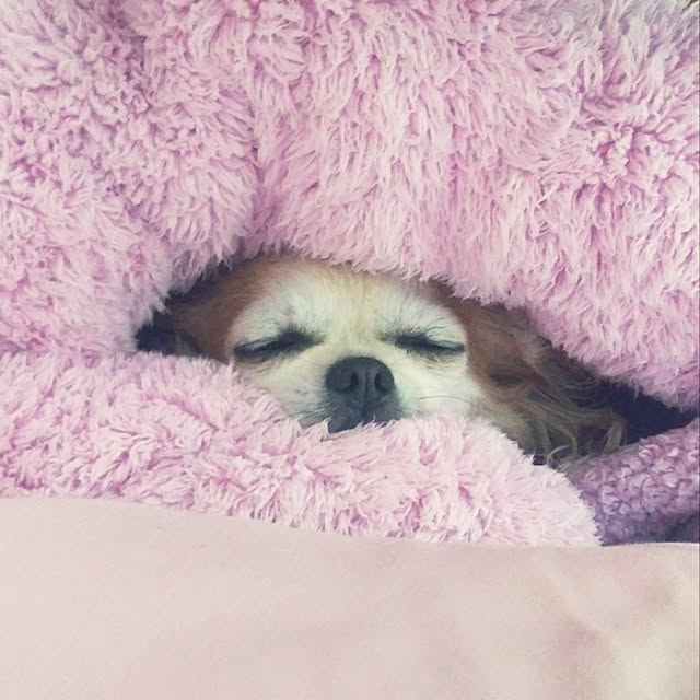niji7さんの実例写真