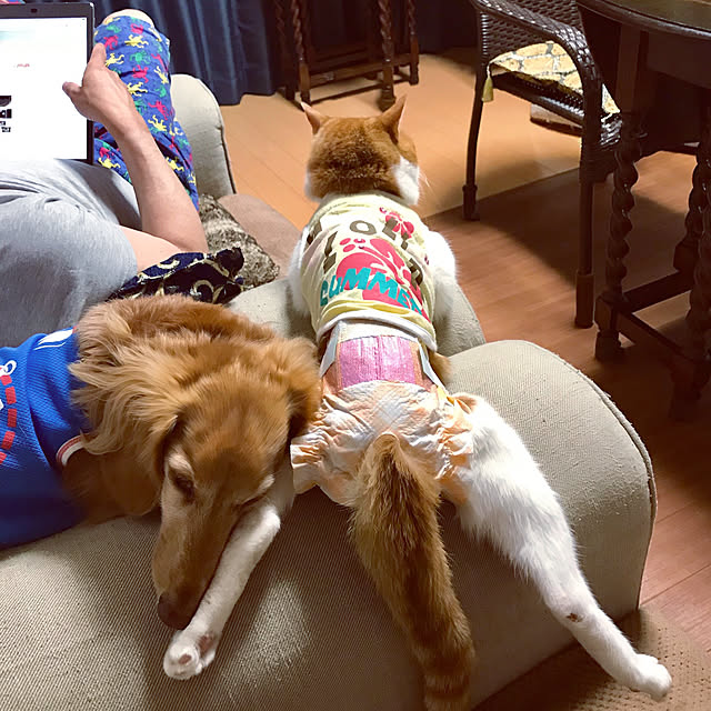 実例写真