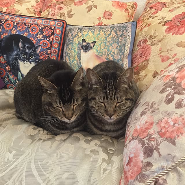 kyoさんの実例写真
