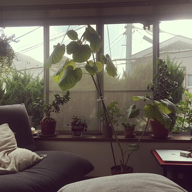 Mikaさんの実例写真