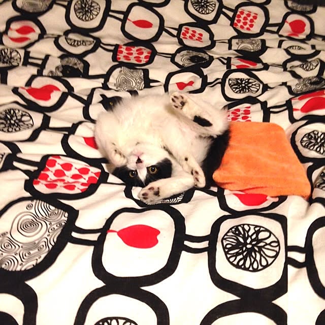 noahanaさんの実例写真