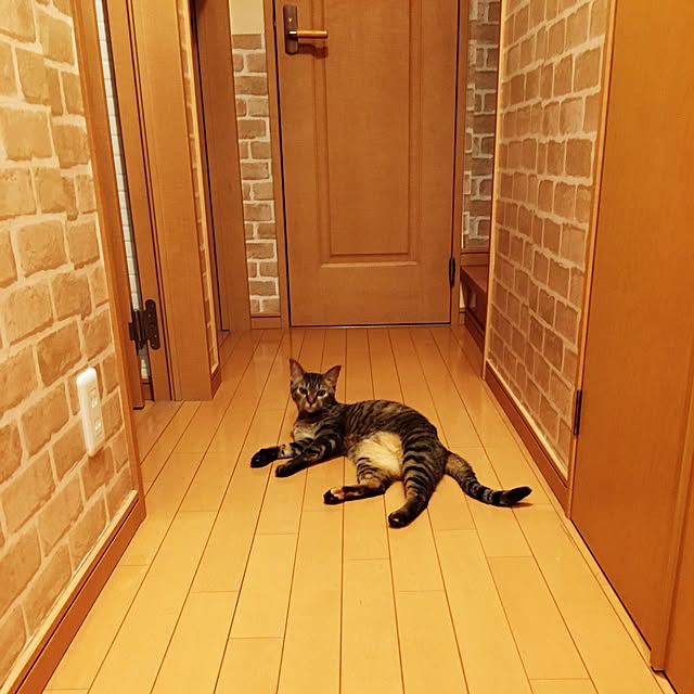 hakuponchiiさんの実例写真
