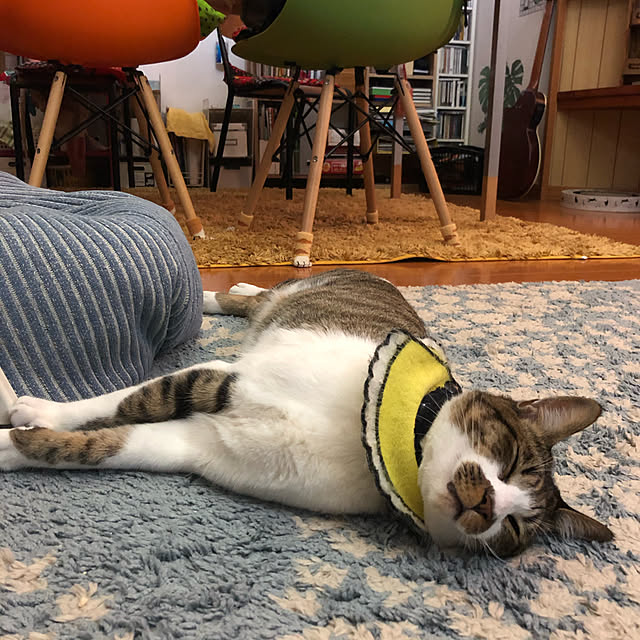 jijiさんの実例写真