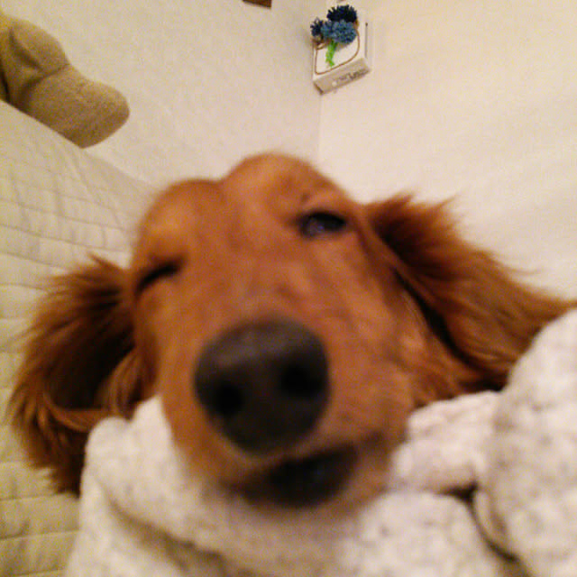 H.Sさんの実例写真