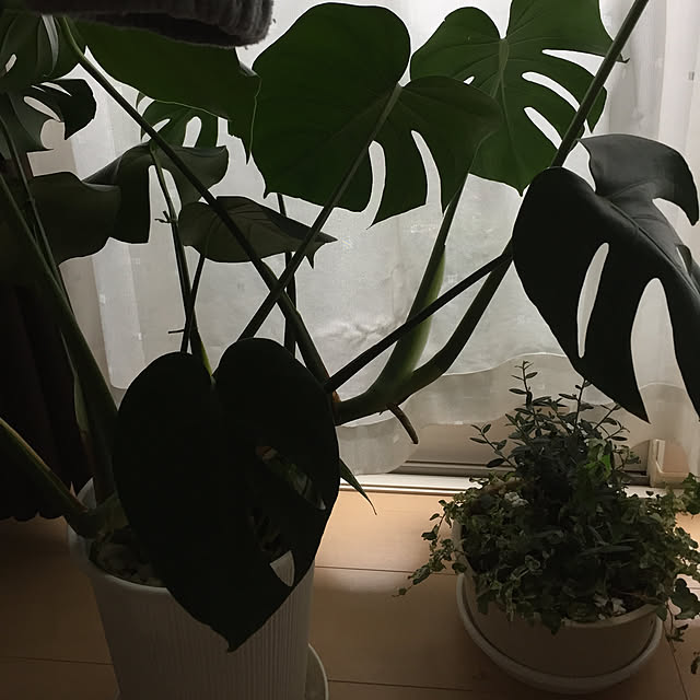 emiさんの実例写真