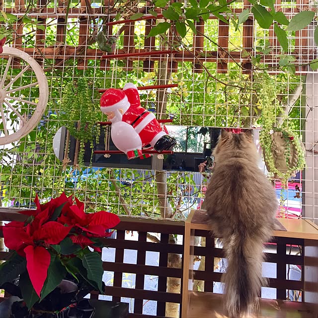 butachanさんの実例写真