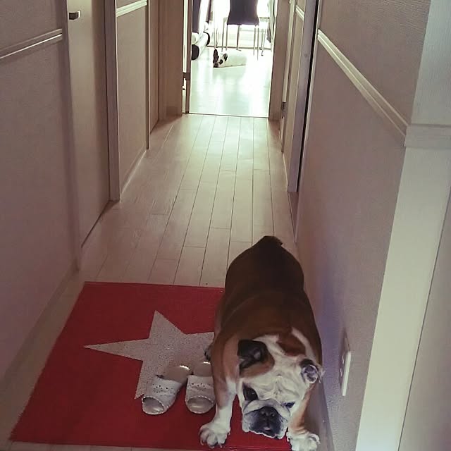 panchobiさんの実例写真