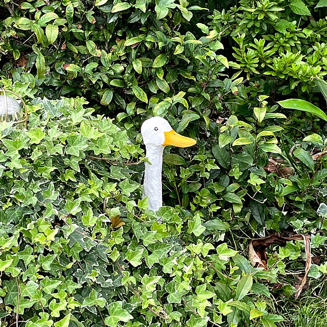 sixflagsさんの実例写真