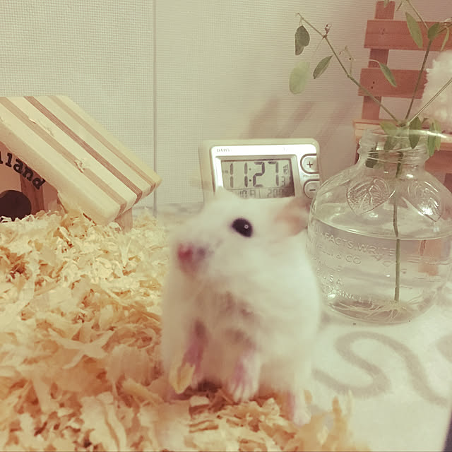 yummyさんの実例写真
