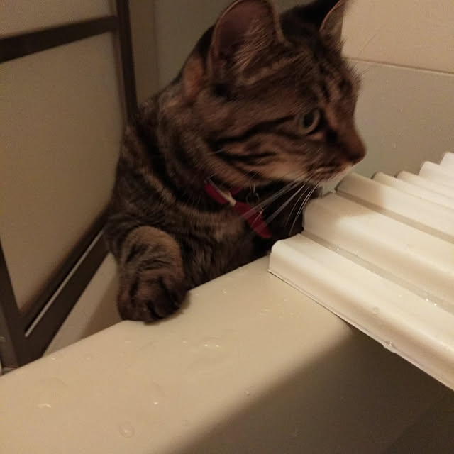 nekoさんの実例写真