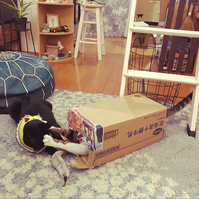 jijiさんの実例写真
